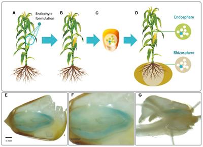 A New Approach to Modify Plant Microbiomes and Traits by Introducing Beneficial Bacteria at Flowering into Progeny Seeds